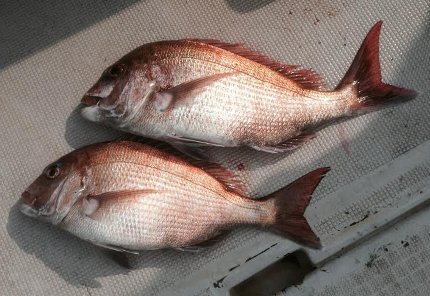 加太 釣行記 カラスの釣り日記